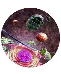 Sky-Skan's Fulldome Show Library